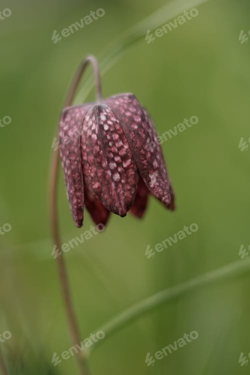 Preview: Fritillary close up with a green background