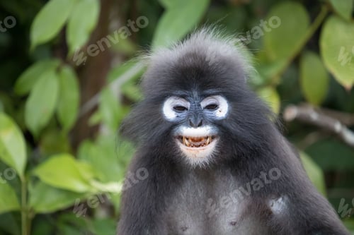 Preview: Close-up shot of a dusky monkey smiling