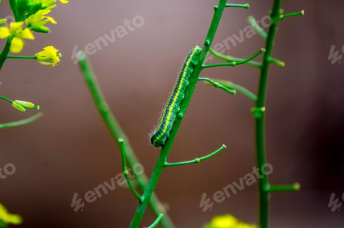 Preview: Caterpillar moth perched atop a tree branch