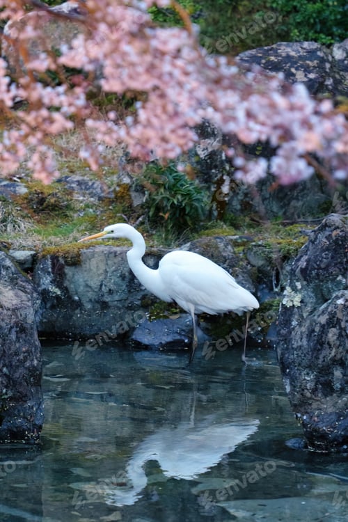 Preview: White egret under cherry blossom reflected in serene pond