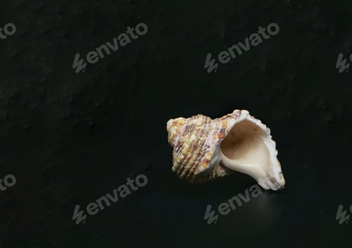 Preview: Closeup of a seashell on a dark background