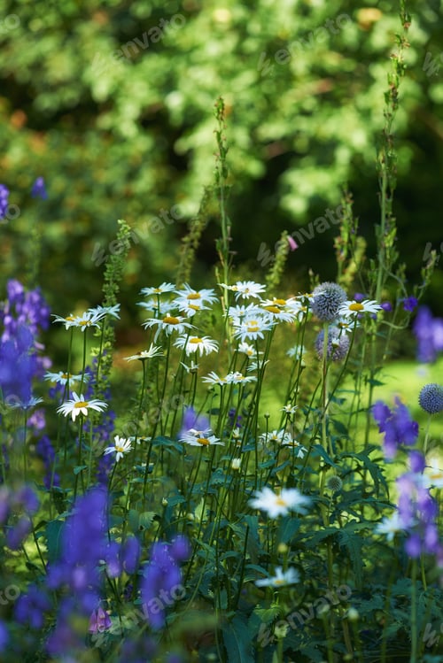 Preview: Spring flowers on a sunny morning. White and purple flowers growing in a garden.