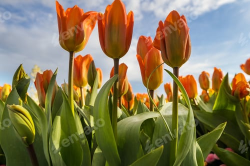 Preview: Tulip