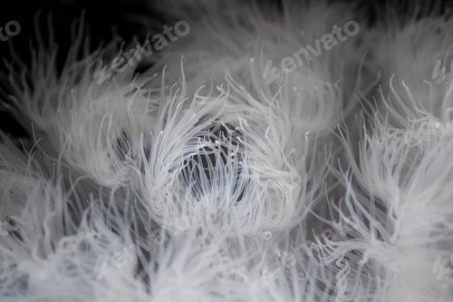 Preview: Plumose Anemone