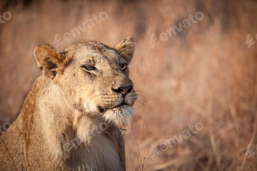 Preview: A lioness, Panthera leo, dry grass background, eyes half open