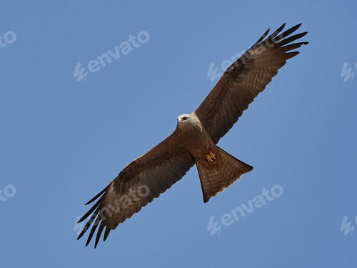 Preview: Black kite (Milvus migrans)