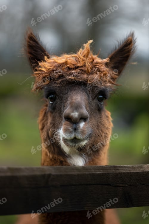 Preview: Alpaca looking directly at the camera with a cute and funny face
