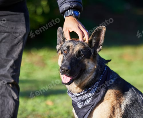 Preview: Shot of a man spending quality time with his adorable german shepherd in the park