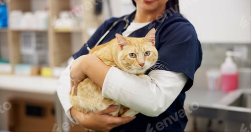 Preview: Cat, hands and veterinarian in clinic for healthcare, medical or pet treatment. Consulting, doctor