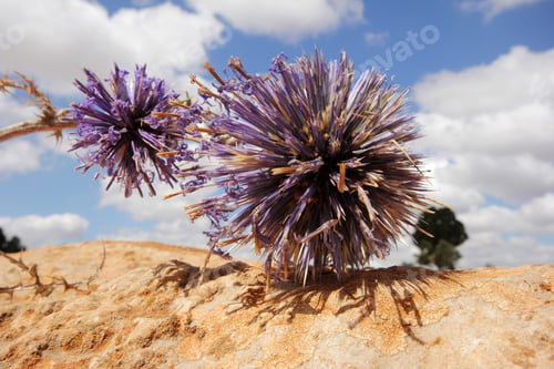Preview: Globe Thistles (Echinops bannaticus)