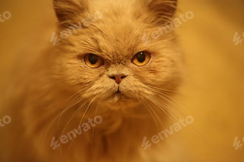 Preview: Cream Persian cat close-up