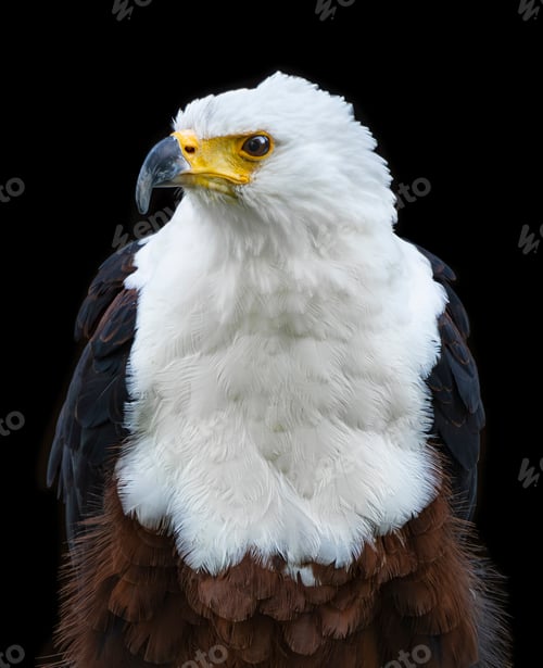 Preview: African Fish Eagle on Black Background