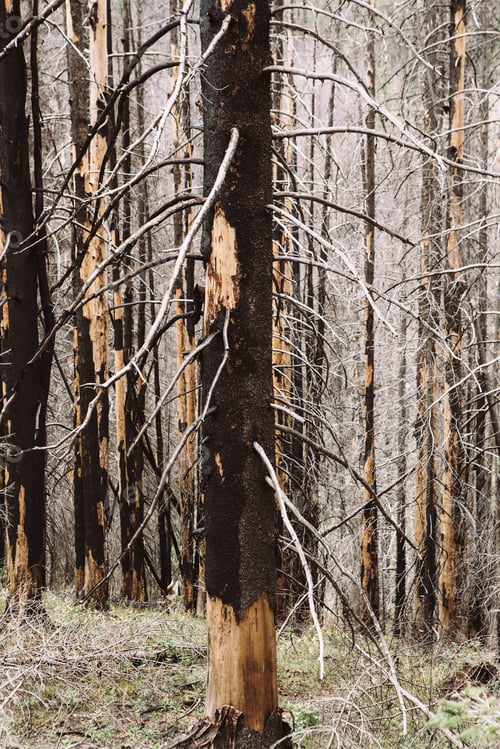 Preview: Recovering forest after extensive fire damage, near Wenatchee National Forest in Washington state.