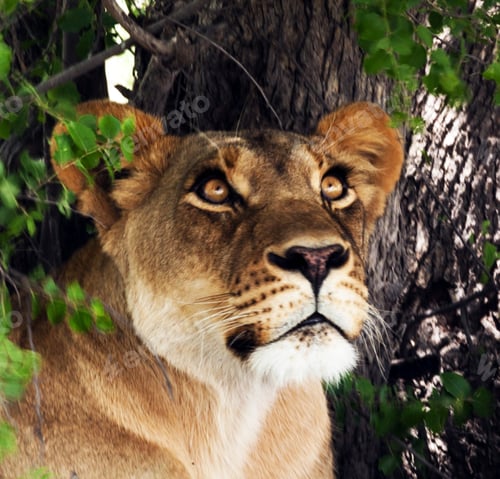 Preview: A Beautiful wildlife in the World
