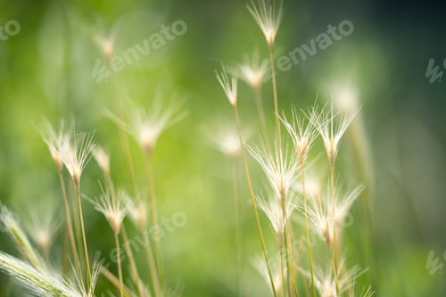 Preview: some grass with the seeds still off of it and green in the background