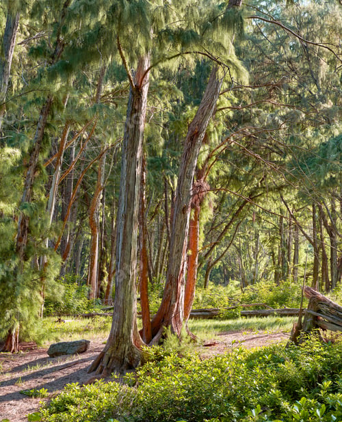 Preview: Trees of Oahu, Hawaii