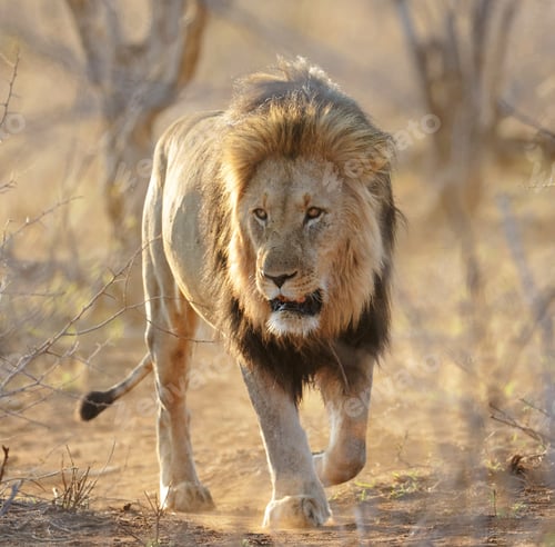 Preview: A Beautiful and Breathtaking wildlife in the World