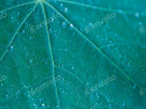 Preview: green liquid water nature environment ecology texture pattern close up abstract macro plant leaf des