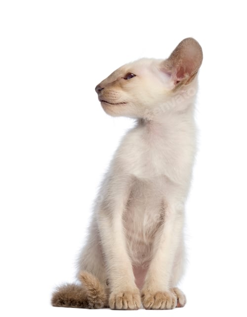 Preview: Oriental Shorthair kitten sitting and looking away against white background