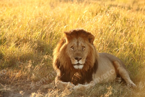 Preview: Magnificent lion sitting proudly and powerfully in the middle grass covered field