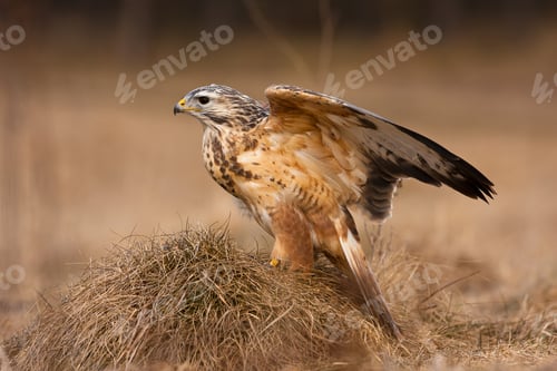 Preview: Closeup of a Red-shouldered hawk perched on the dried grass in a field