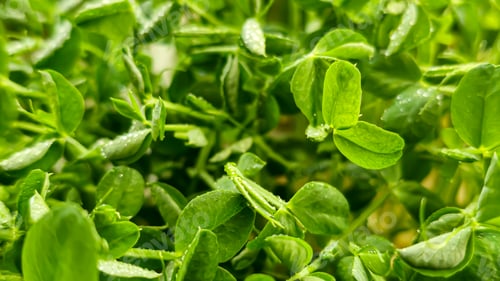 Preview: Microgreens. Growing Peas at Home. Pea Sprouts. Step-by-Step Instructions.