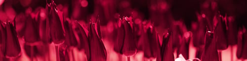 Preview: Banner 4x1 for website, social networks. Bright burgundy tulips with pointed petals
