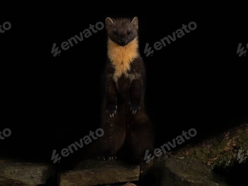 Preview: Pine Marten in its natural habitat in Scotland.