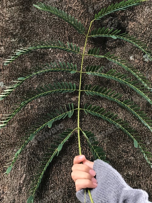 Preview: Hand holding leaves