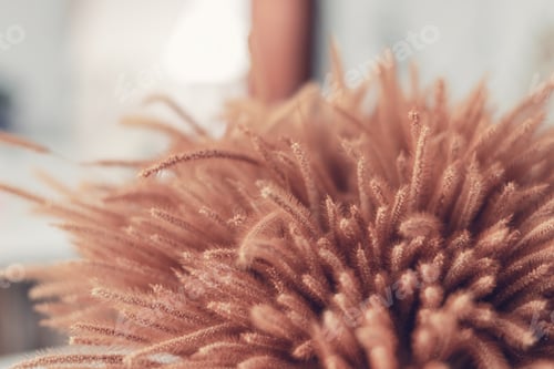 Preview: Dry flowers