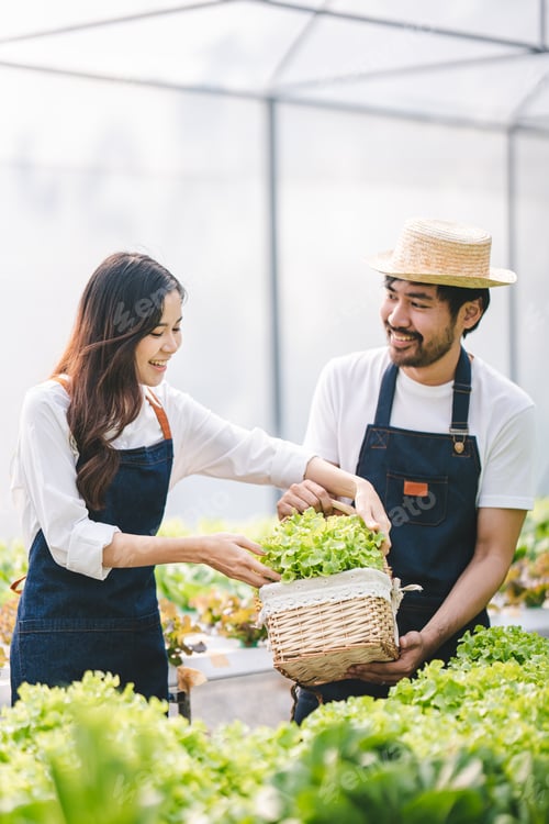 Preview: Hydroponic vegetable garden owner man and woman couple harvesting fresh organic salad in greenhouse