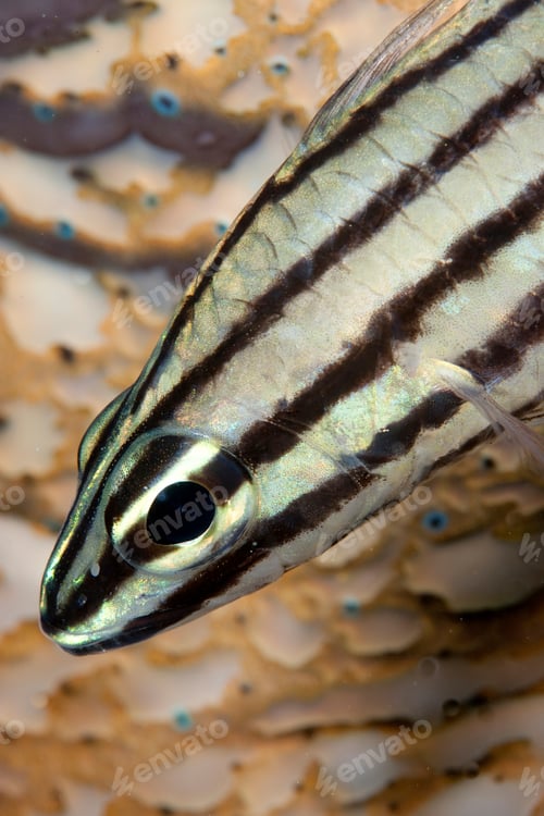Preview: Closeup of a striped fish gliding through water