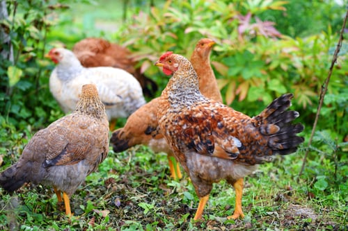 Preview: Hens in field organic farm. Free range chickens on a lawn