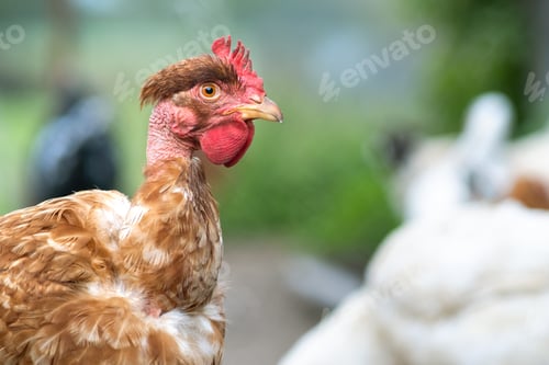 Preview: Closeup of domestic chicken feeding on traditional rural barnyard. Hens on barn yard in eco farm