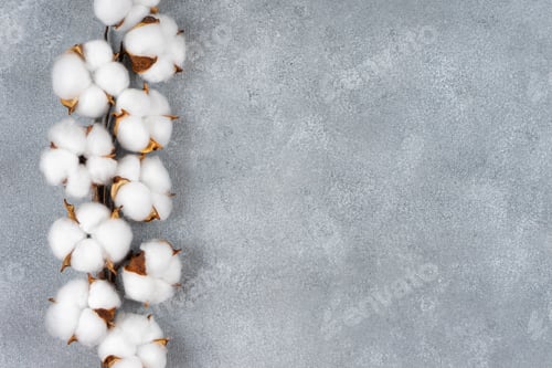 Preview: Dry Cotton Branch With Fluffy Flowers On Light Gray Concrete Textured Background