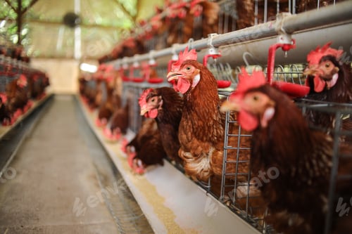 Preview: Lively Brown Hens in Modern Poultry Farm With Vibrant Red Combs and Healthy Feathers