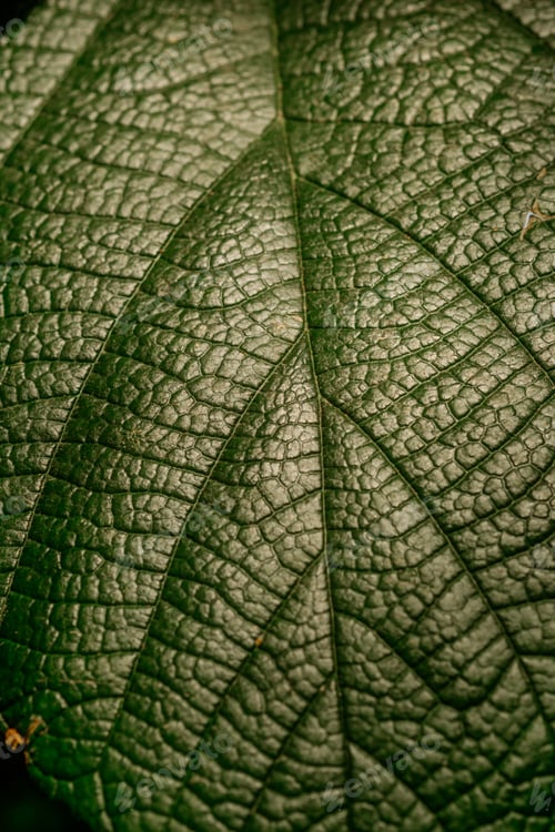 Preview: Alocasia (elephant ear) leaf in shadow for concepts of botanical beauty and tropical form