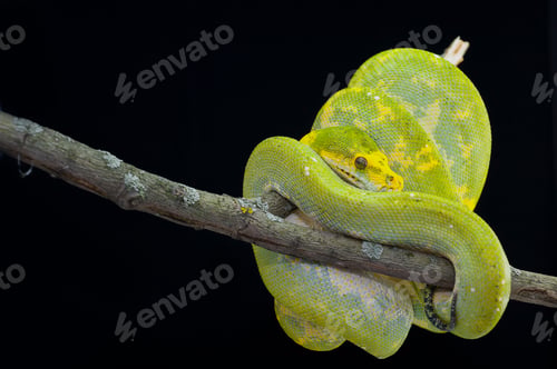 Preview: Green tree python isolated on black