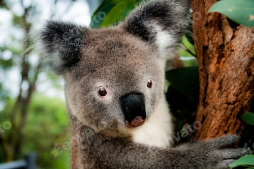 Preview: Koala on eucalyptus tree