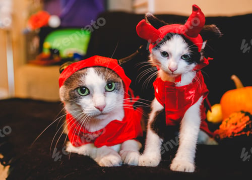 Preview: Mom and Kitten