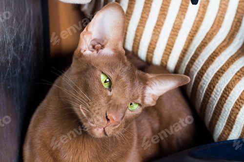 Preview: An oriental cat with green intelligent eyes folded her paws