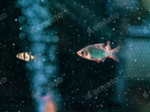 Preview: Exotic fish in aquarium