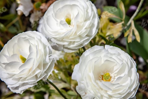 Preview: close up view of beautiful white ranunculus flowers