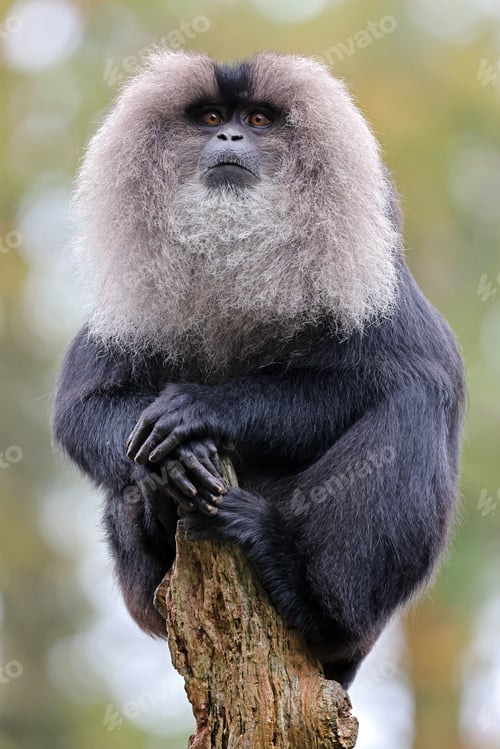 Preview: Lion-tailed macaque (Macaca silenus) sitting on tree