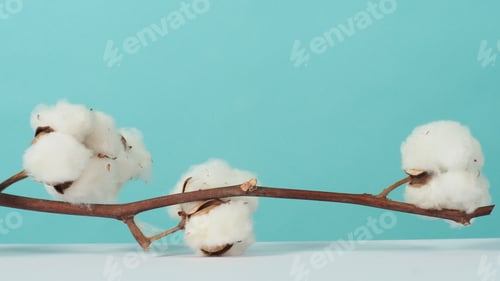 Preview: Cotton branch. Real delicate soft and gentle natural white cotton balls flower
