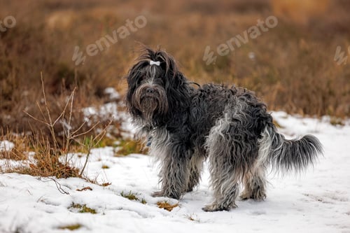 Preview: Dutch Shepherd Dog (Schapendoes) on the heath in winter with snow