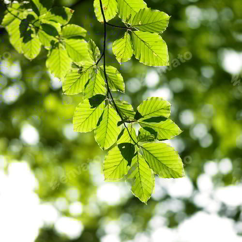 Preview: Beech tree branch of green sunlit leaves