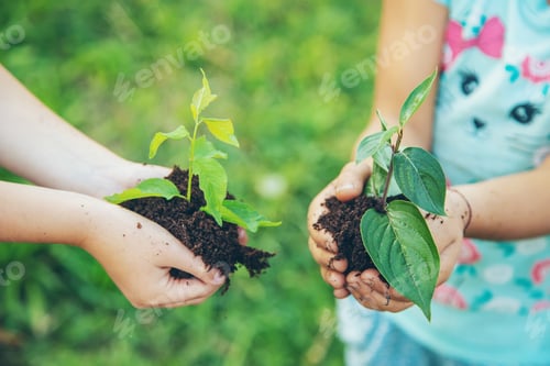 Preview: children plant plants together in their hands. Selective focus.