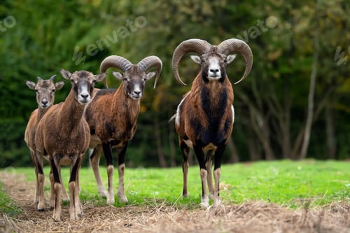 Preview: European moufflon in the nature habitat