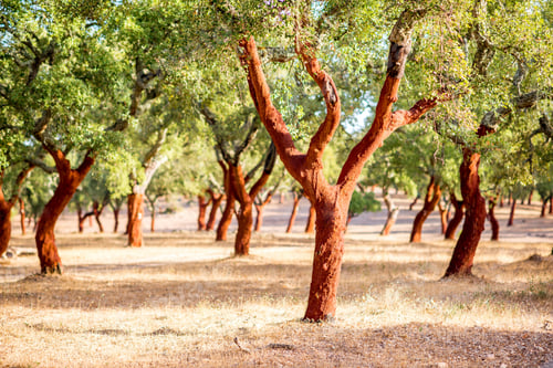 Preview: Cork oak trees in Portugal